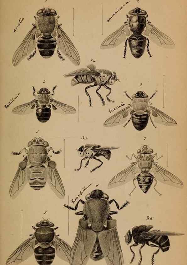 Reproducción/Reproduction 49785815882: Monographie der oestriden. Wien,Druck von C. Ueberreuter,1863.. 