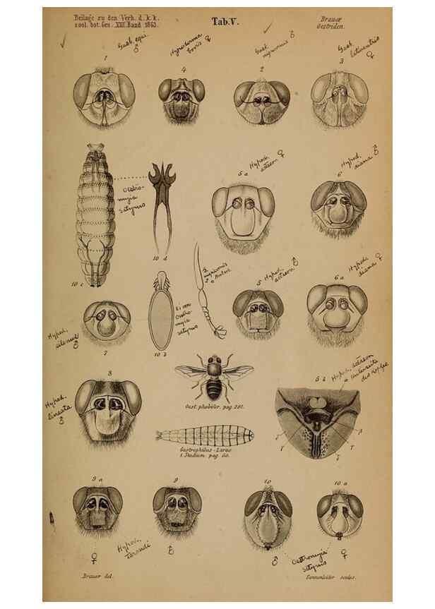 Reproducción/Reproduction 49785495666: Monographie der oestriden. Wien,Druck von C. Ueberreuter,1863.. 