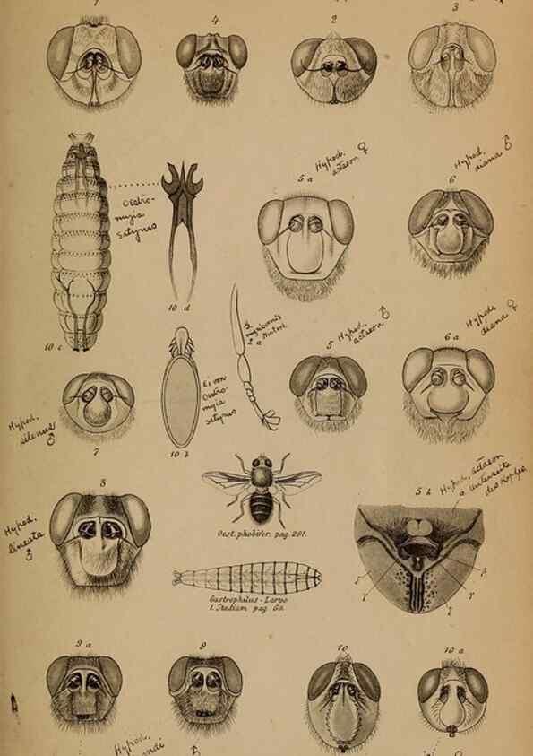 Reproducción/Reproduction 49785495666: Monographie der oestriden. Wien,Druck von C. Ueberreuter,1863.. 