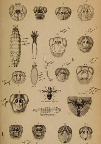 Reproducción/Reproduction 49785495666: Monographie der oestriden. Wien,Druck von C. Ueberreuter,1863.. 