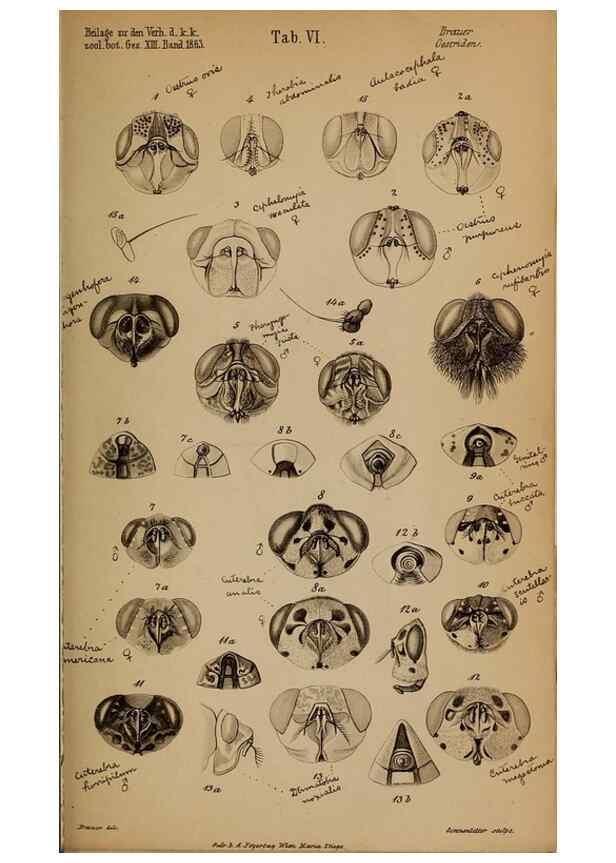 Reproducción/Reproduction 49785816937: Monographie der oestriden. Wien,Druck von C. Ueberreuter,1863.. 