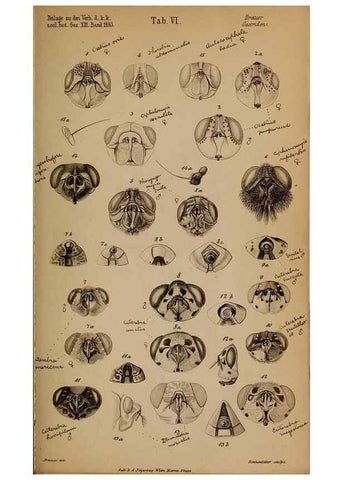 Reproducción/Reproduction 49785816937: Monographie der oestriden. Wien,Druck von C. Ueberreuter,1863.. 