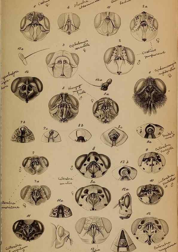 Reproducción/Reproduction 49785816937: Monographie der oestriden. Wien,Druck von C. Ueberreuter,1863.. 