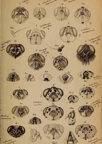 Reproducción/Reproduction 49785816937: Monographie der oestriden. Wien,Druck von C. Ueberreuter,1863.. 