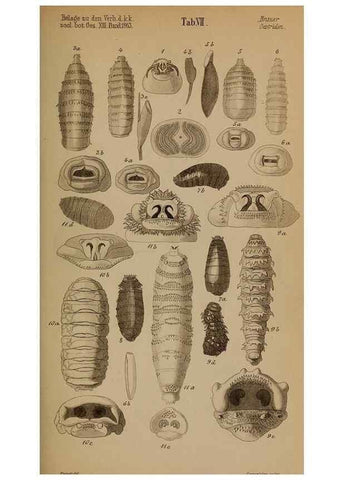 Reproducción/Reproduction 49785496571: Monographie der oestriden. Wien,Druck von C. Ueberreuter,1863.. 