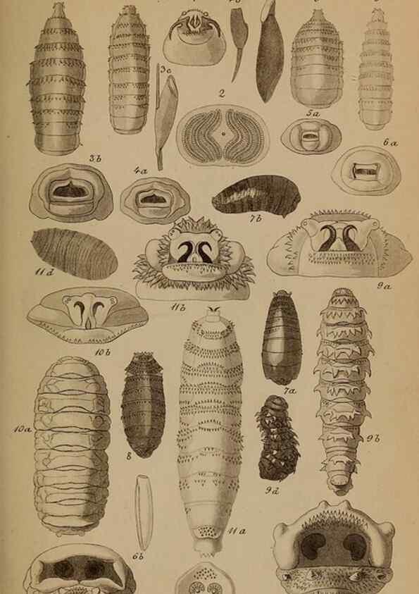 Reproducción/Reproduction 49785496571: Monographie der oestriden. Wien,Druck von C. Ueberreuter,1863.. 