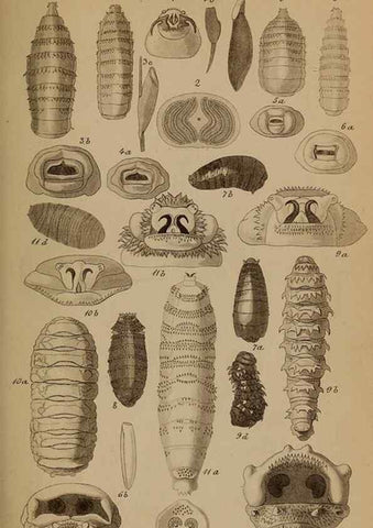 Reproducción/Reproduction 49785496571: Monographie der oestriden. Wien,Druck von C. Ueberreuter,1863.. 