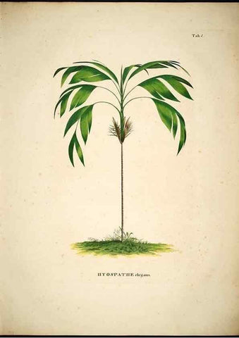 Reproducción/Reproduction 49785496656: Historia naturalis palmarum. Lipsiae: T.O. Weigel, [1823-50]. 