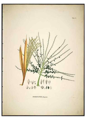 Reproducción/Reproduction 49785817637: Historia naturalis palmarum. Lipsiae: T.O. Weigel, [1823-50]. 