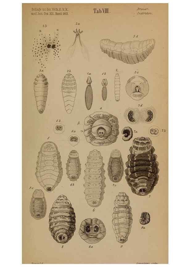 Reproducción/Reproduction 49784961313: Monographie der oestriden. Wien,Druck von C. Ueberreuter,1863.. 