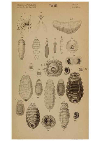 Reproducción/Reproduction 49784961313: Monographie der oestriden. Wien,Druck von C. Ueberreuter,1863.. 