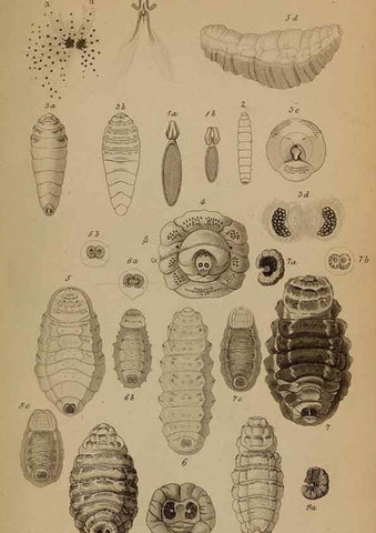 Reproducción/Reproduction 49784961313: Monographie der oestriden. Wien,Druck von C. Ueberreuter,1863.. 