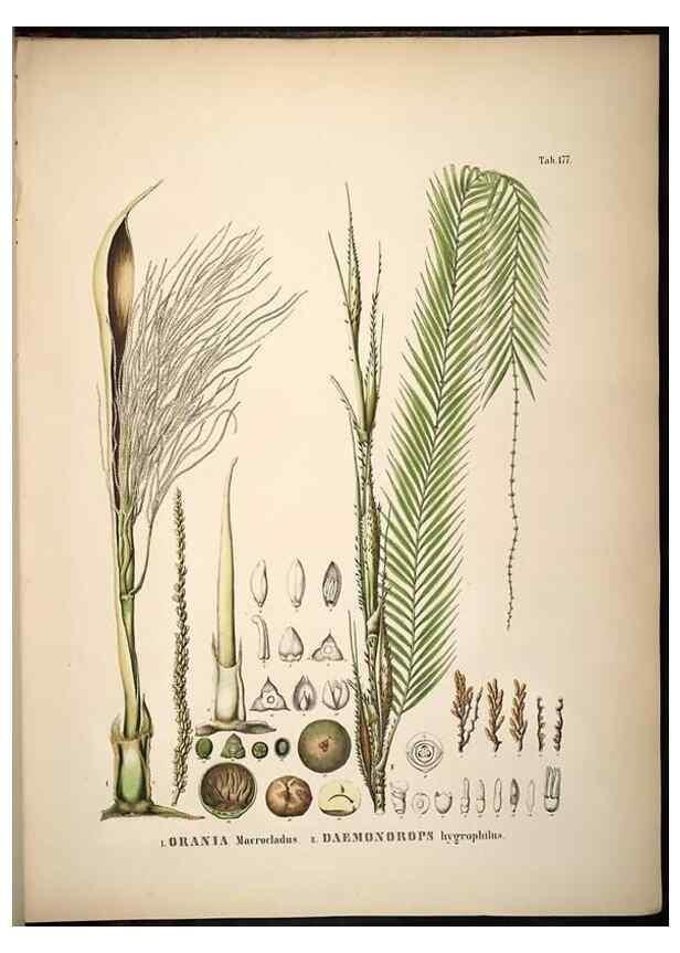Reproducción/Reproduction 49785396857: Historia naturalis palmarum. Lipsiae: T.O. Weigel, [1823-50]. 