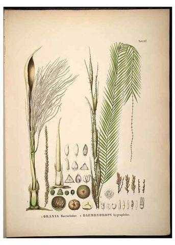 Reproducción/Reproduction 49785396857: Historia naturalis palmarum. Lipsiae: T.O. Weigel, [1823-50]. 