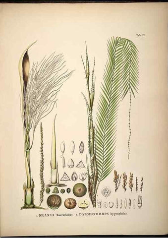 Reproducción/Reproduction 49785396857: Historia naturalis palmarum. Lipsiae: T.O. Weigel, [1823-50]. 