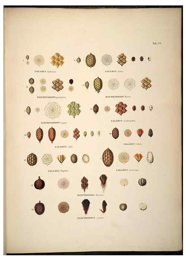 Reproducción/Reproduction 49785396577: Historia naturalis palmarum. Lipsiae: T.O. Weigel, [1823-50]. 