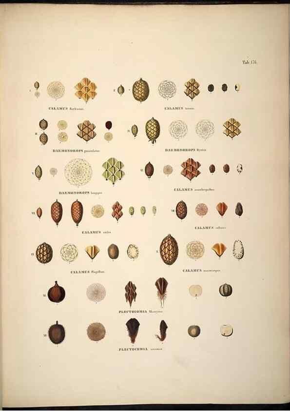 Reproducción/Reproduction 49785396577: Historia naturalis palmarum. Lipsiae: T.O. Weigel, [1823-50]. 