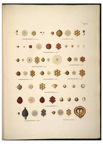 Reproducción/Reproduction 49785074551: Historia naturalis palmarum. Lipsiae: T.O. Weigel, [1823-50]. 