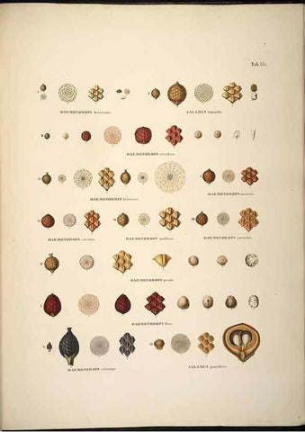 Reproducción/Reproduction 49785074551: Historia naturalis palmarum. Lipsiae: T.O. Weigel, [1823-50]. 