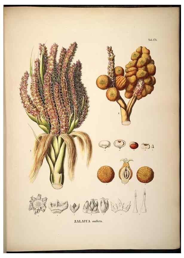 Reproducción/Reproduction 49785395902: Historia naturalis palmarum. Lipsiae: T.O. Weigel, [1823-50]. 