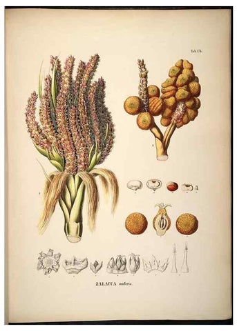 Reproducción/Reproduction 49785395902: Historia naturalis palmarum. Lipsiae: T.O. Weigel, [1823-50]. 