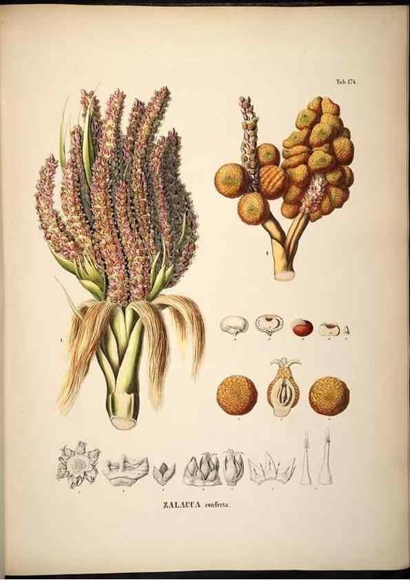 Reproducción/Reproduction 49785395902: Historia naturalis palmarum. Lipsiae: T.O. Weigel, [1823-50]. 