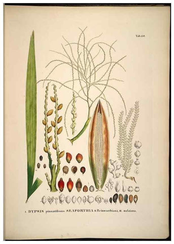Reproducción/Reproduction 49785391892: Historia naturalis palmarum. Lipsiae: T.O. Weigel, [1823-50]. 
