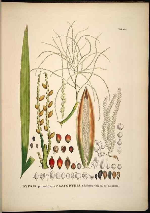 Reproducción/Reproduction 49785391892: Historia naturalis palmarum. Lipsiae: T.O. Weigel, [1823-50]. 