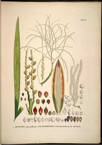 Reproducción/Reproduction 49785391892: Historia naturalis palmarum. Lipsiae: T.O. Weigel, [1823-50]. 