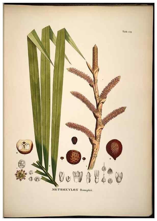 Reproducción/Reproduction 49784533763: Historia naturalis palmarum. Lipsiae: T.O. Weigel, [1823-50]. 