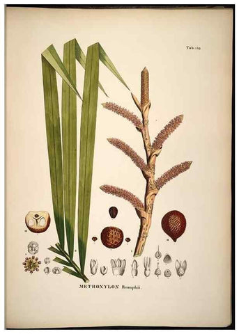 Reproducción/Reproduction 49784533763: Historia naturalis palmarum. Lipsiae: T.O. Weigel, [1823-50]. 