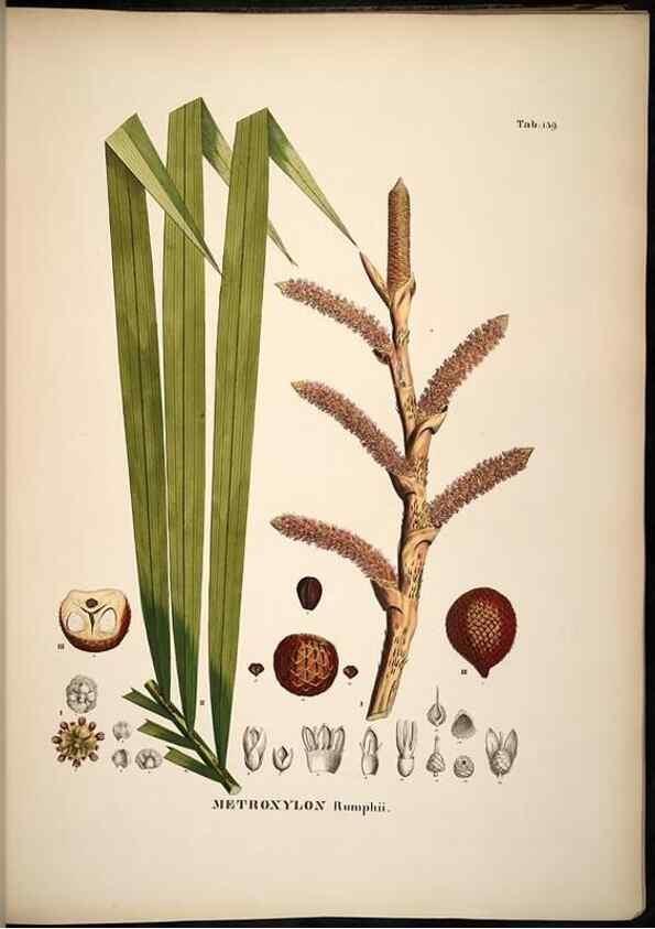 Reproducción/Reproduction 49784533763: Historia naturalis palmarum. Lipsiae: T.O. Weigel, [1823-50]. 
