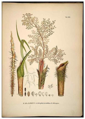 Reproducción/Reproduction 49784533958: Historia naturalis palmarum. Lipsiae: T.O. Weigel, [1823-50]. 