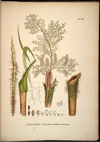 Reproducción/Reproduction 49784533958: Historia naturalis palmarum. Lipsiae: T.O. Weigel, [1823-50]. 