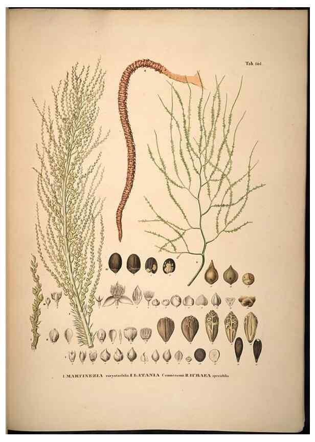 Reproducción/Reproduction 49785392607: Historia naturalis palmarum. Lipsiae: T.O. Weigel, [1823-50]. 