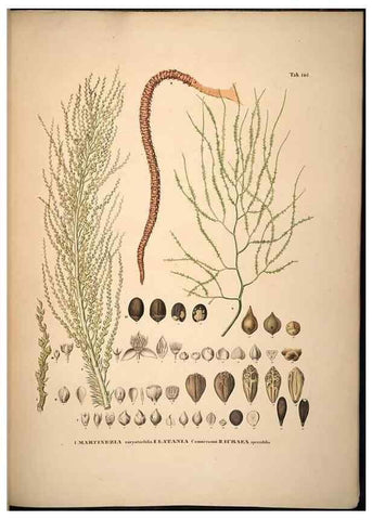 Reproducción/Reproduction 49785392607: Historia naturalis palmarum. Lipsiae: T.O. Weigel, [1823-50]. 