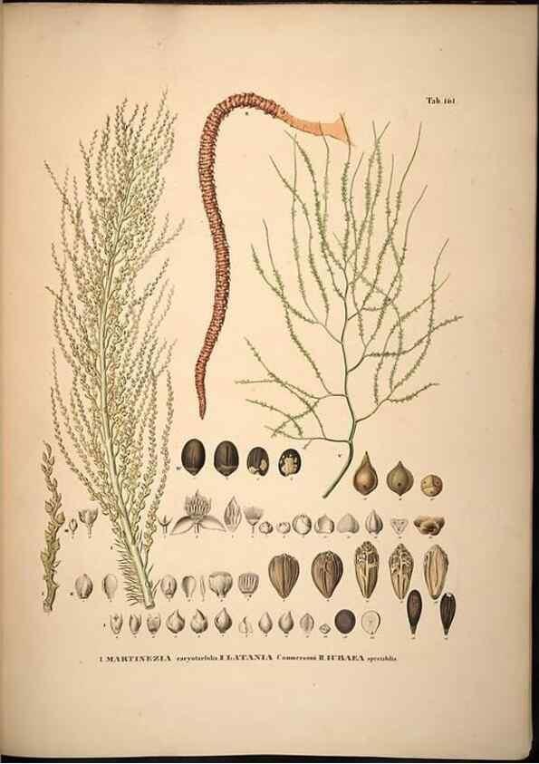 Reproducción/Reproduction 49785392607: Historia naturalis palmarum. Lipsiae: T.O. Weigel, [1823-50]. 