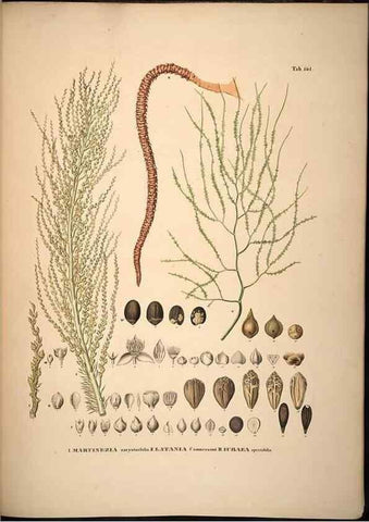 Reproducción/Reproduction 49785392607: Historia naturalis palmarum. Lipsiae: T.O. Weigel, [1823-50]. 