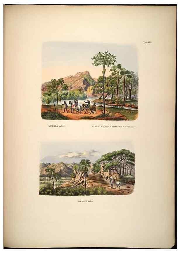 Reproducción/Reproduction 49785071306: Historia naturalis palmarum. Lipsiae: T.O. Weigel, [1823-50]. 