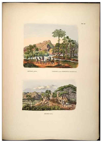 Reproducción/Reproduction 49785071306: Historia naturalis palmarum. Lipsiae: T.O. Weigel, [1823-50]. 