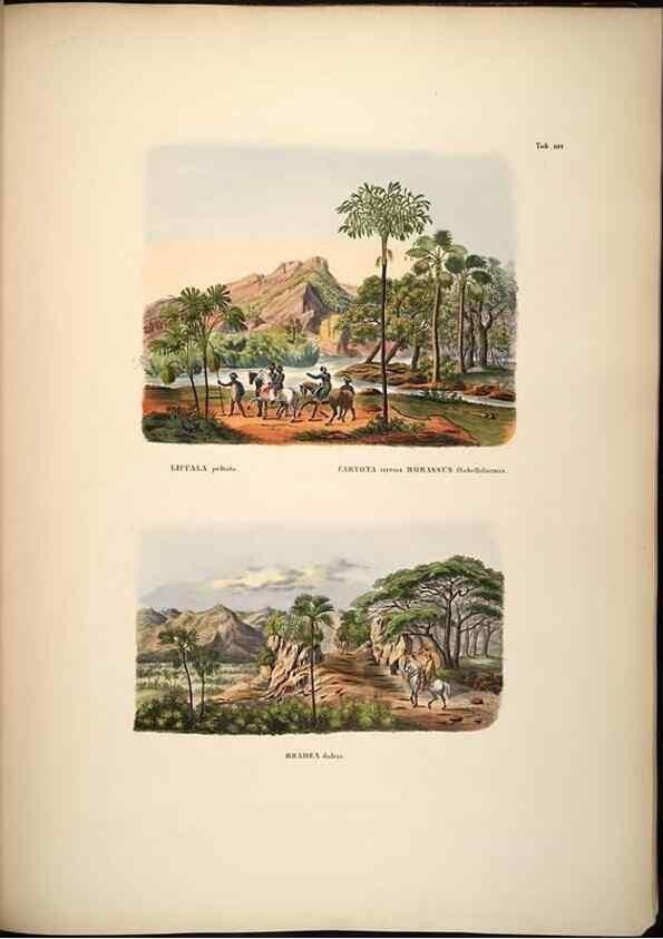 Reproducción/Reproduction 49785071306: Historia naturalis palmarum. Lipsiae: T.O. Weigel, [1823-50]. 