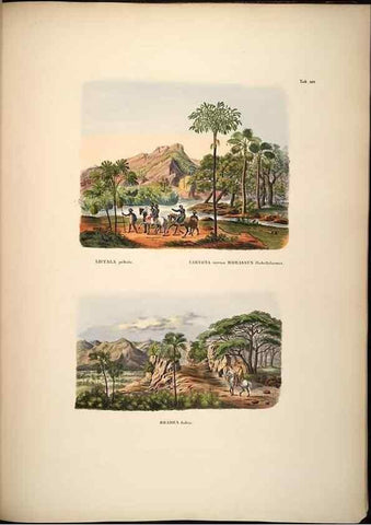 Reproducción/Reproduction 49785071306: Historia naturalis palmarum. Lipsiae: T.O. Weigel, [1823-50]. 