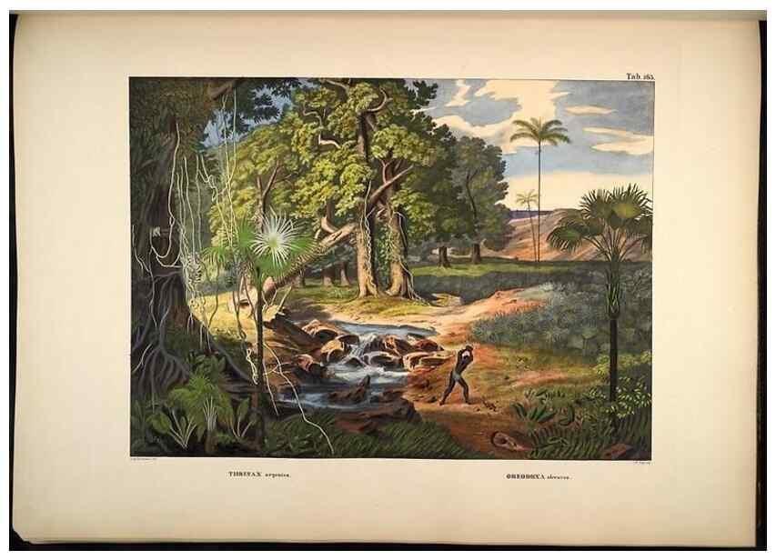 Reproducción/Reproduction 49784534793: Historia naturalis palmarum. Lipsiae: T.O. Weigel, [1823-50]. 