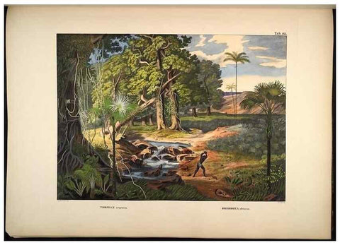 Reproducción/Reproduction 49784534793: Historia naturalis palmarum. Lipsiae: T.O. Weigel, [1823-50]. 