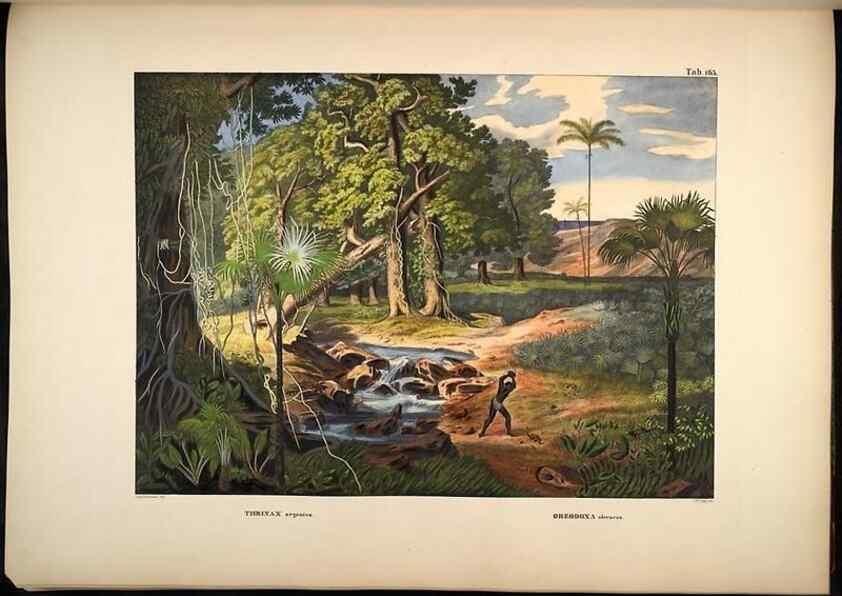 Reproducción/Reproduction 49784534793: Historia naturalis palmarum. Lipsiae: T.O. Weigel, [1823-50]. 