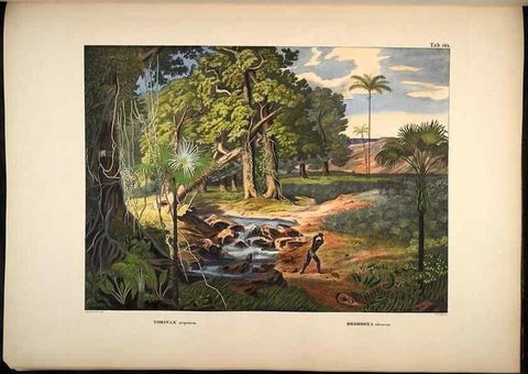 Reproducción/Reproduction 49784534793: Historia naturalis palmarum. Lipsiae: T.O. Weigel, [1823-50]. 