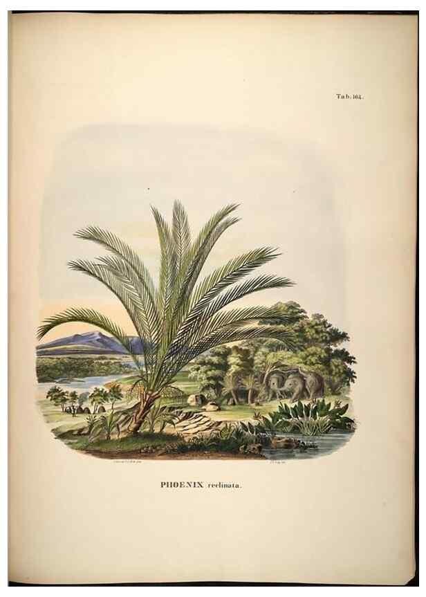 Reproducción/Reproduction 49785393307: Historia naturalis palmarum. Lipsiae: T.O. Weigel, [1823-50]. 