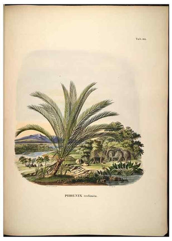Reproducción/Reproduction 49785393307: Historia naturalis palmarum. Lipsiae: T.O. Weigel, [1823-50]. 