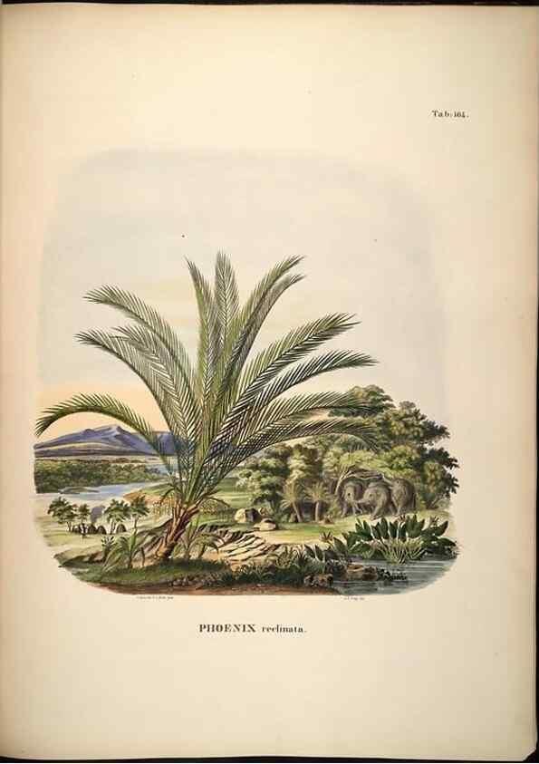 Reproducción/Reproduction 49785393307: Historia naturalis palmarum. Lipsiae: T.O. Weigel, [1823-50]. 