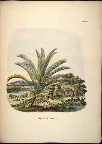 Reproducción/Reproduction 49785393307: Historia naturalis palmarum. Lipsiae: T.O. Weigel, [1823-50]. 